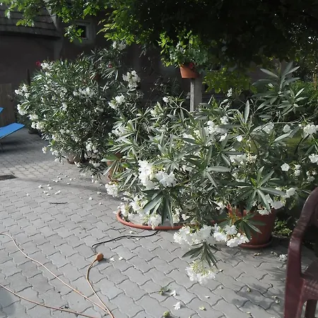 Guest house Attila Vendeghaz Tapioszentmarton